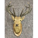 TAXIDERMY - RED DEER STAG'S HEAD TROPHY, shoulder mount, 10 point antlers, mounted on mahogany