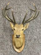 TAXIDERMY - RED DEER STAG'S HEAD TROPHY, shoulder mount, 10 point antlers, mounted on mahogany
