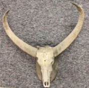AN IMPRESSIVE ASIATIC BUFFALO SKULL & HORNS - mounted on a wooden shield, the horns span 111cms,