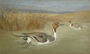 FRANK PATON (British 1855 - 1909) watercolour - 'Pin-tail Duck', signed and dated 1902, 42 x 68cms