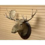 TAXIDERMY - AN IMPRESSIVE MOOSE HEAD TROPHY, shoulder mount, on an oval mahogany shield, stamped