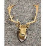 TAXIDERMY - FALLOW DEER HEAD TROPHY, shoulder mount, 16 point antlers (plus 2 broken), mounted on