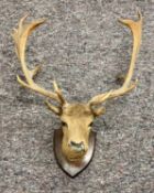 TAXIDERMY - FALLOW DEER HEAD TROPHY, shoulder mount, 16 point antlers (plus 2 broken), mounted on