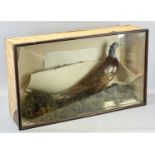 TAXIDERMY - a male pheasant in glazed display case, 53cms H, 87cms W, 24cms D