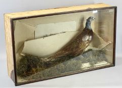 TAXIDERMY - a male pheasant in glazed display case, 53cms H, 87cms W, 24cms D