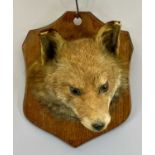 F E POTTER TAXIDERMIST, BILLESDON, LEICESTER FOX MASK - mounted on oak shield with label verso