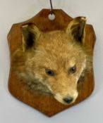 F E POTTER TAXIDERMIST, BILLESDON, LEICESTER FOX MASK - mounted on oak shield with label verso
