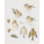 ‡ MILDRED ELDRIDGE RWS watercolour & pencil - entitled verso, 'Study of Goldcrests' on Abbott &