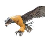 ‡ LUKE KITE (20th Century) natural wood and metal sculpture - 'Attacking' Red Kite in flight,