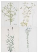 SET OF BOTANICAL LITHOGRAPHS, from 'Plantae Medicinales oder Samloung Offizineller Pflanzen mit