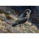 ‡ ALISTAIR PROUD (b. 1954) oil on canvas - entitled 'Peregrine', signed, 23.5 x 34cms Provenance:
