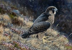 ‡ ALISTAIR PROUD (b. 1954) oil on canvas - entitled 'Peregrine', signed, 23.5 x 34cms Provenance:
