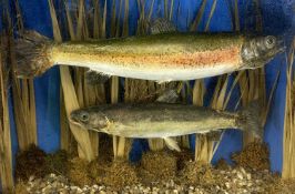 GLAZED CASE CONTAINING TWO TAXIDERMY TROUT IN RIVERINE SETTING, 31cms H, 38cms W, 17cms D