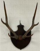RED DEER SIX POINT SET OF ANTLERS - mounted on mahogany shield, 47cms W max.