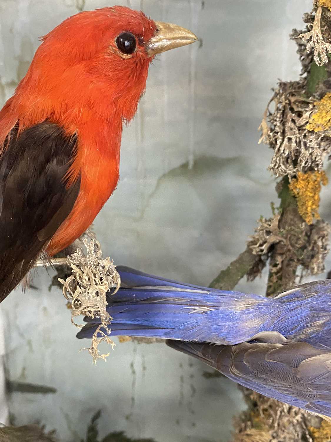 TAXIDERMY GLAZED CASE CONTAINING VARIOUS BIRDS, including jay, woodpecker, finches and other - Image 2 of 5