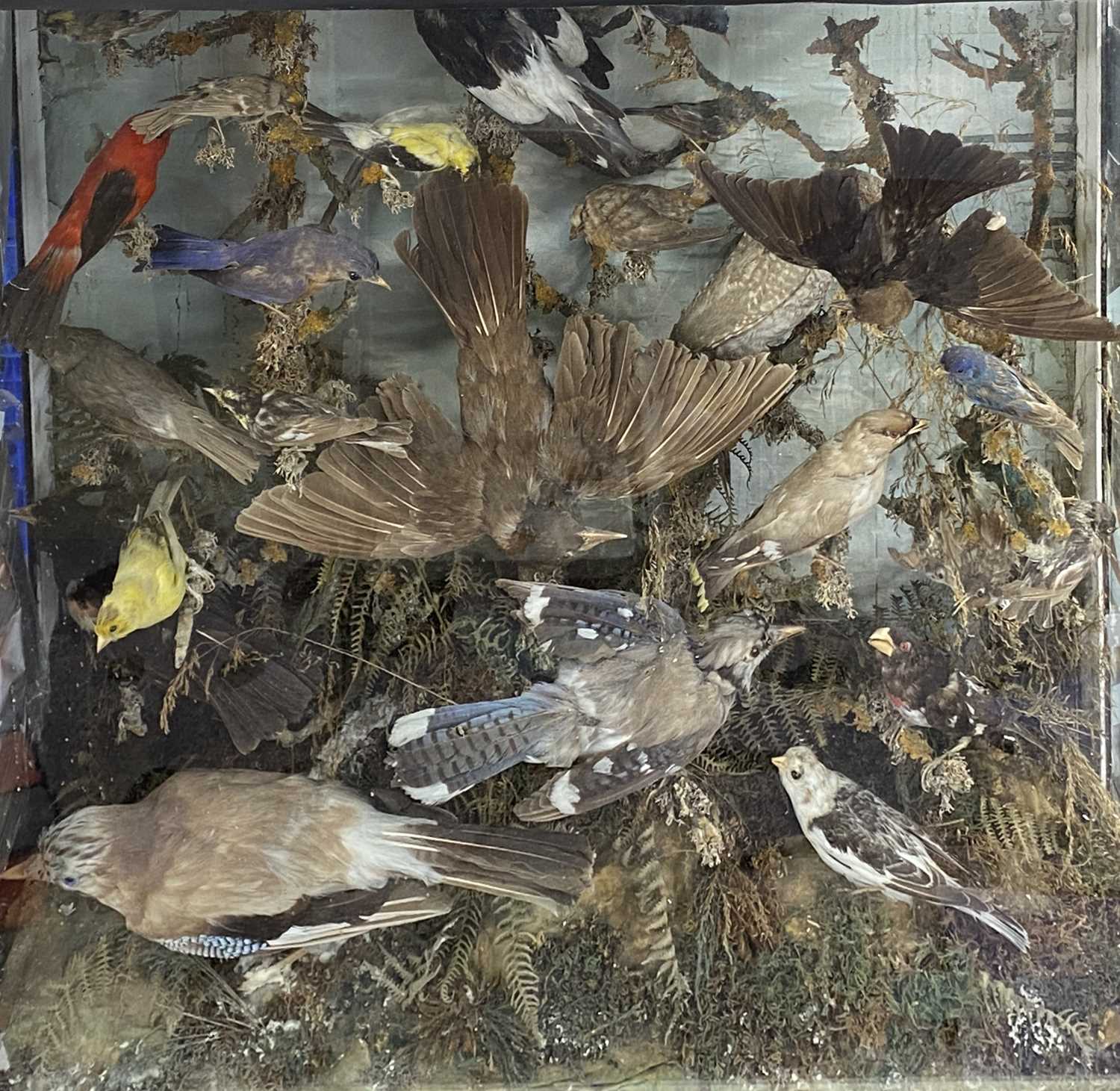 TAXIDERMY GLAZED CASE CONTAINING VARIOUS BIRDS, including jay, woodpecker, finches and other