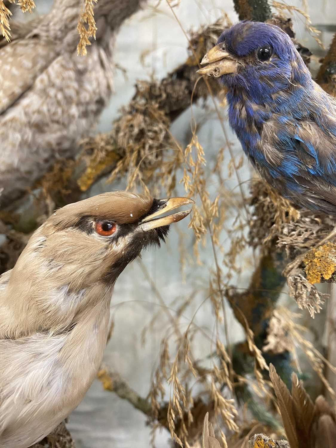 TAXIDERMY GLAZED CASE CONTAINING VARIOUS BIRDS, including jay, woodpecker, finches and other - Image 5 of 5