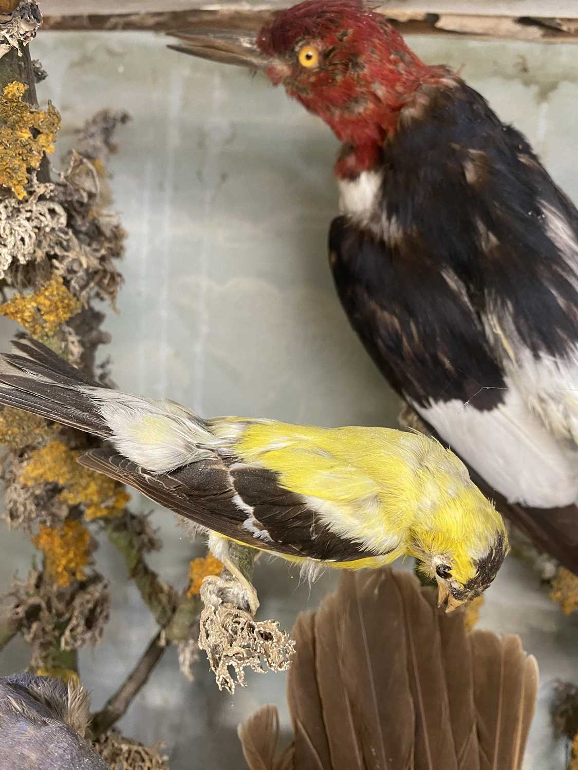 TAXIDERMY GLAZED CASE CONTAINING VARIOUS BIRDS, including jay, woodpecker, finches and other - Image 4 of 5