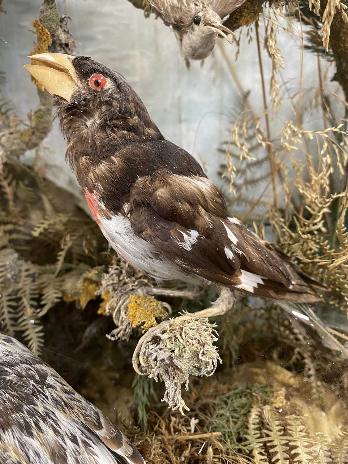 TAXIDERMY GLAZED CASE CONTAINING VARIOUS BIRDS, including jay, woodpecker, finches and other - Image 3 of 5