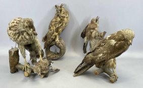 TAXIDERMY: LONG EARED OWL, 44cms H (incl. wall mount), buzzard with jay, 52cms H (incl. wall mount),