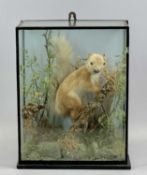 TAXIDERMY: RED SQUIRREL IN NATURALISTIC SETTING WITHIN A GLAZED CABINET, 36cms H, 28cms W, 15.5cms
