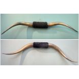 THE NATURAL HISTORY CLUB HOUSE: TWO TEXAN LONGHORN STEER MOUNTS, 144cms wide and 159cms wide (2)