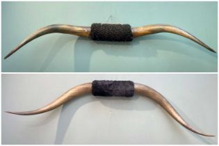 THE NATURAL HISTORY CLUB HOUSE: TWO TEXAN LONGHORN STEER MOUNTS, 144cms wide and 159cms wide (2)