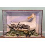 THE NATURAL HISTORY CLUB HOUSE: TAXIDERMY ALBATROSS, impressive specimen in case seated on