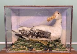 THE NATURAL HISTORY CLUB HOUSE: TAXIDERMY ALBATROSS, impressive specimen in case seated on
