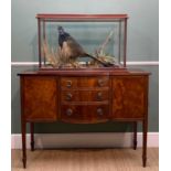 THE NATURAL HISTORY CLUB HOUSE: TAXIDERMY COCK PHEASANT, 5-glass case, mounted with plants,