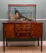 THE NATURAL HISTORY CLUB HOUSE: TAXIDERMY COCK PHEASANT, 5-glass case, mounted with plants,