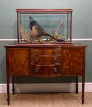THE NATURAL HISTORY CLUB HOUSE: TAXIDERMY COCK PHEASANT, 5-glass case, mounted with plants,
