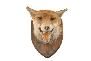 THE NATURAL HISTORY CLUB HOUSE: RED FOX MASK TAXIDERMY BY EDWARD GERRARD, on shield mount with label