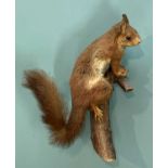 THE NATURAL HISTORY CLUB HOUSE: TAXIDERMY RED SQUIRREL, wall mount on branch, 34cms high Provenance: