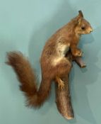 THE NATURAL HISTORY CLUB HOUSE: TAXIDERMY RED SQUIRREL, wall mount on branch, 34cms high Provenance: