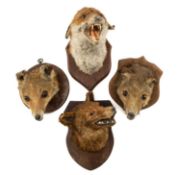 THE NATURAL HISTORY CLUB HOUSE: FOUR RED FOX TAXIDERMY MASKS, on shield mounts Provenance: private