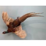THE NATURAL HISTORY CLUB HOUSE: TAXIDERMY COCK PHEASANT, wall mount on branch slice, 82cms WIDE