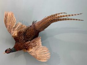 THE NATURAL HISTORY CLUB HOUSE: TAXIDERMY COCK PHEASANT, wall mount on branch slice, 82cms WIDE