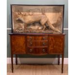 THE NATURAL HISTORY CLUB HOUSE: RED FOX WITH RABBIT PREY TAXIDERMY full mount in case, 62h x 114w