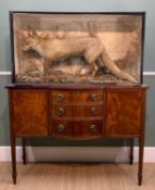 THE NATURAL HISTORY CLUB HOUSE: RED FOX WITH RABBIT PREY TAXIDERMY full mount in case, 62h x 114w
