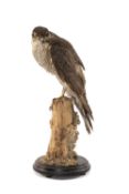 THE NATURAL HISTORY CLUB HOUSE: TAXIDERMY SPARROWHAWK, full mount, perched on stump, 39cms h