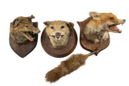 THE NATURAL HISTORY CLUB HOUSE: THREE RED FOX TAXIDERMY MASKS, on shield mount, one with brush (3)