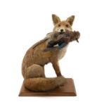 THE NATURAL HISTORY CLUB HOUSE: TAXIDERMY EUROPEAN RED FOX, juvenile, seated full mount with Jay