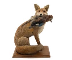 THE NATURAL HISTORY CLUB HOUSE: TAXIDERMY EUROPEAN RED FOX, juvenile, seated full mount with Jay