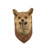 THE NATURAL HISTORY CLUB HOUSE: RED FOX MASK TAXIDERMY, on shield mount with label inscribed and