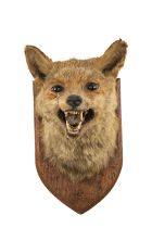 THE NATURAL HISTORY CLUB HOUSE: RED FOX MASK TAXIDERMY, on shield mount with label inscribed and