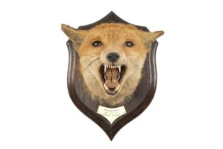 THE NATURAL HISTORY CLUB HOUSE: ROWLAND WARD RED FOX MASK TAXIDERMY, on shield mount with carved