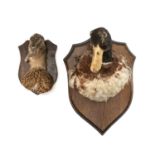 THE NATURAL HISTORY CLUB HOUSE: PAIR OF TAXIDERMY MALLARD HEAD MOUNTS on oak shields, large 26cms