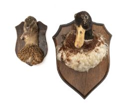 THE NATURAL HISTORY CLUB HOUSE: PAIR OF TAXIDERMY MALLARD HEAD MOUNTS on oak shields, large 26cms