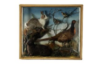 THE NATURAL HISTORY CLUB HOUSE: TAXIDERMY CASE: displaying mounted rabbits and birds, attributed